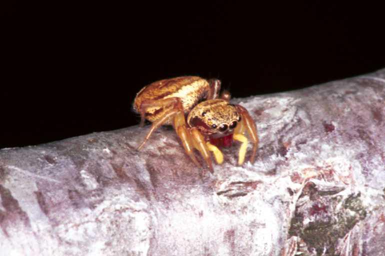 Heliophanus_tribulosus_F1082_Z_82_Saint-Etienne-de-Gourgas_Frankrijk.jpg