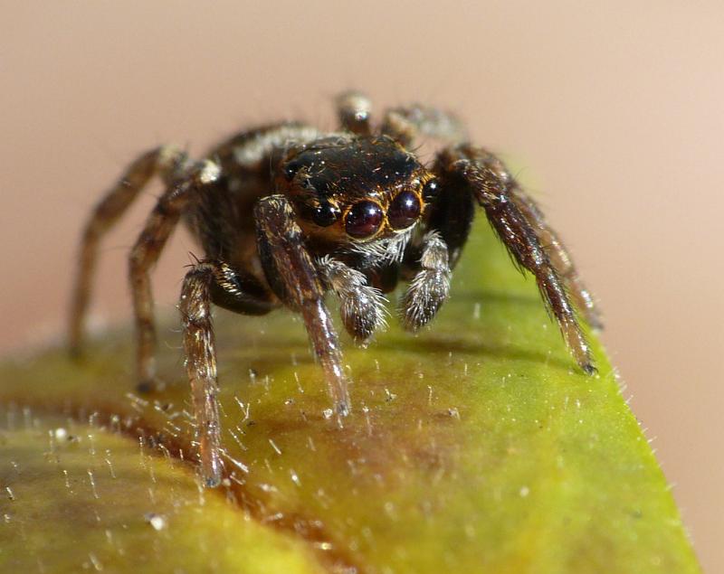 Hypoblemum_albovittatum_D6769_Z_88_Brisbane_Australie.jpg