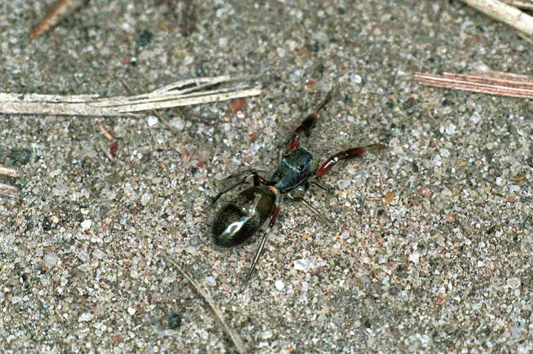 Ligonipes_semitectus_F0569_Z_85_Carnavon_Australie.jpg