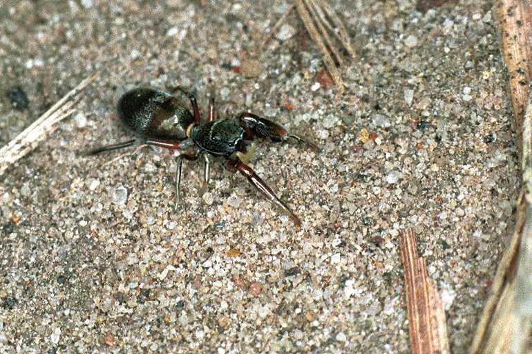 Ligonipes_semitectus_F0570_Z_85_Carnavon_Australie.jpg