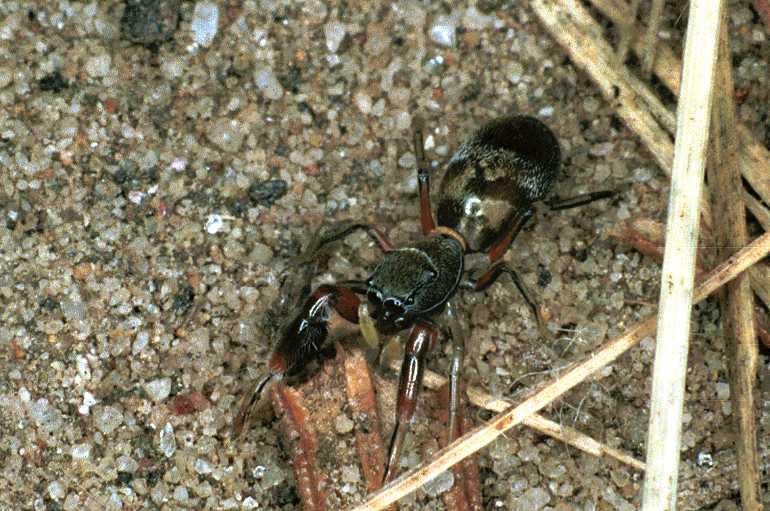 Ligonipes_semitectus_F0571_Z_92_Carnavon_Australie.jpg