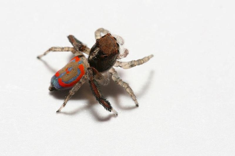 Maratus_pavonis_D5772_Z_87_Perth_Australie.jpg