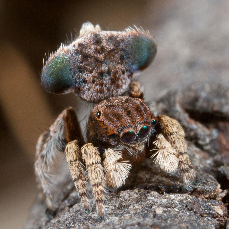 Maratus_vespertilio_D8220_Z_90_Sydney_Australie.jpg