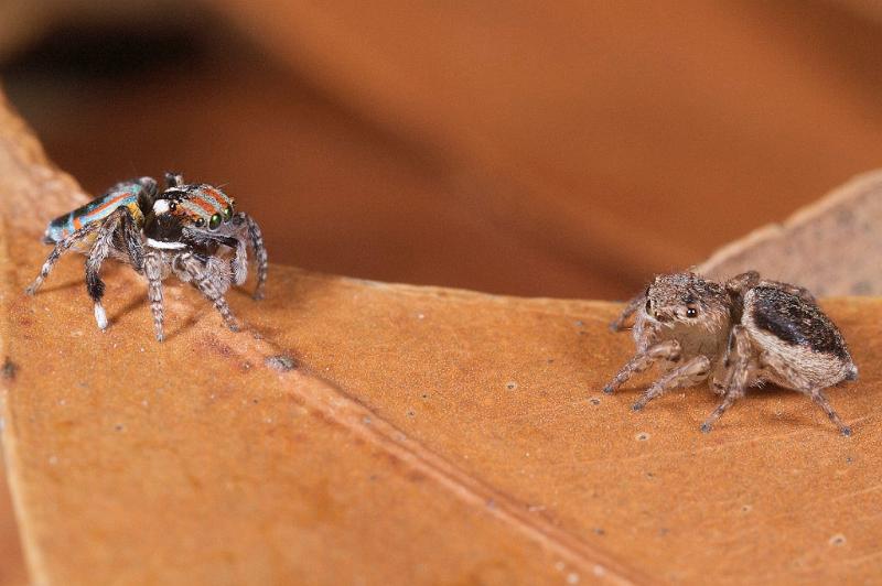 Maratus_volans_D5578_Z_90_Sydney_Australie.jpg