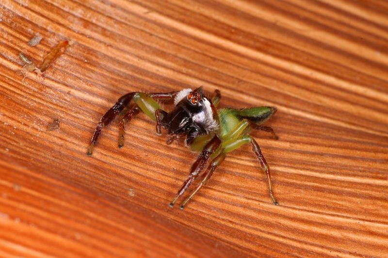 Mopsus_mormon_D8110_Z_90_Brisbane_Australie.jpg