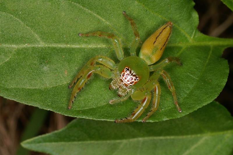 Mopsus_mormon_D8117_Z_88_Brisbane_Australie.jpg