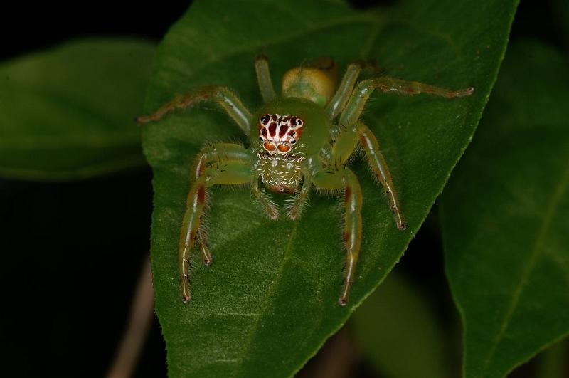 Mopsus_mormon_D8118_Z_88_Brisbane_Australie.jpg