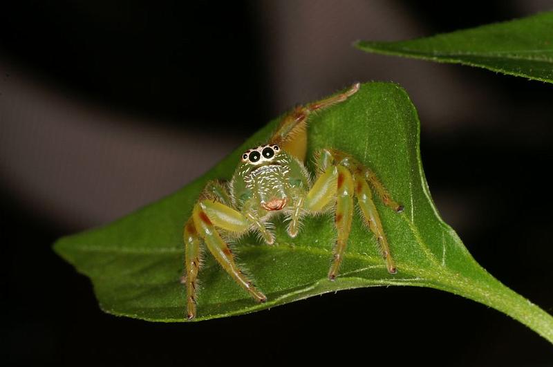 Mopsus_mormon_D8120_Z_89_Brisbane_Australie.jpg