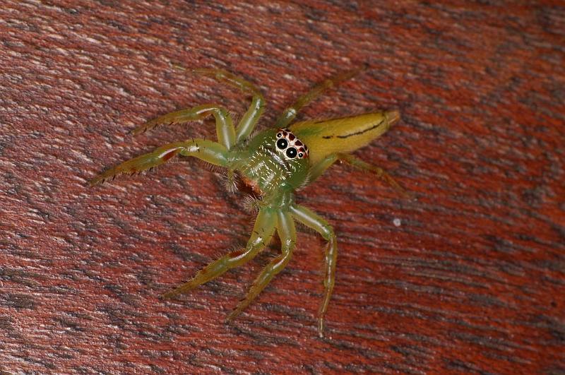 Mopsus_mormon_D8121_Z_87_Brisbane_Australie.jpg
