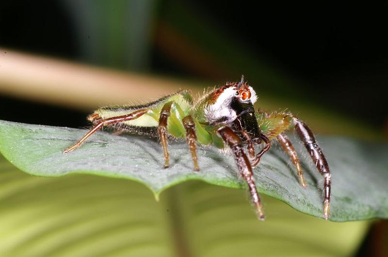 Mopsus_mormon_D8137_Z_90_Brisbane_Australie.jpg