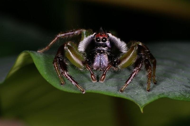 Mopsus_mormon_D8139_Z_90_Brisbane_Australie.jpg