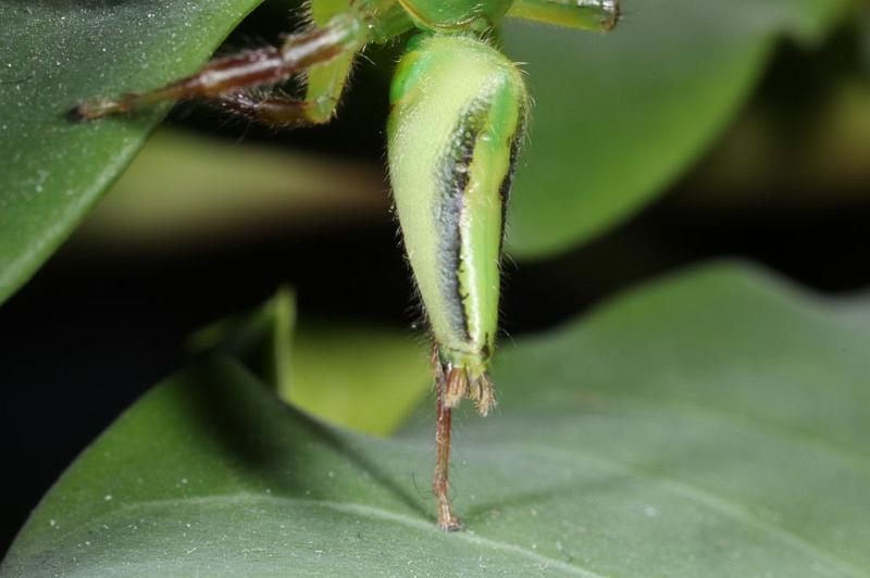 Mopsus_mormon_D8140_Z_88_Brisbane_Australie.jpg