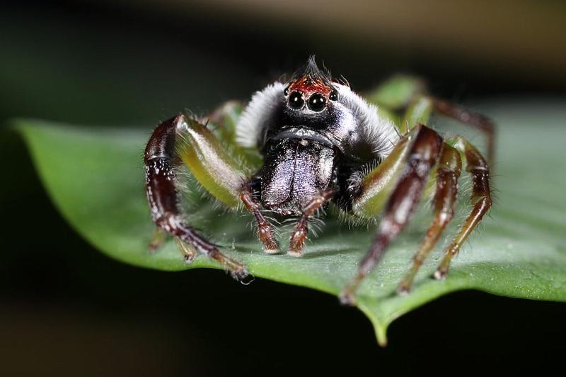 Mopsus_mormon_D8143_Z_88_Brisbane_Australie.jpg