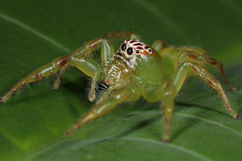 Mopsus_mormon_D8146_Z_90_Brisbane_Australie.jpg