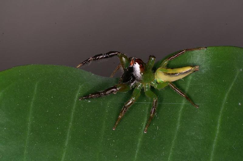 Mopsus_mormon_D8148_Z_89_Brisbane_Australie.jpg