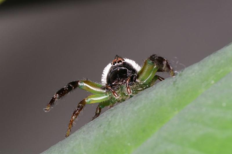 Mopsus_mormon_D8149_Z_90_Brisbane_Australie.jpg