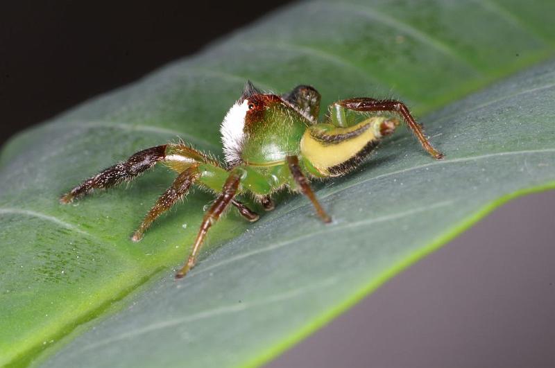 Mopsus_mormon_D8150_Z_90_Brisbane_Australie.jpg