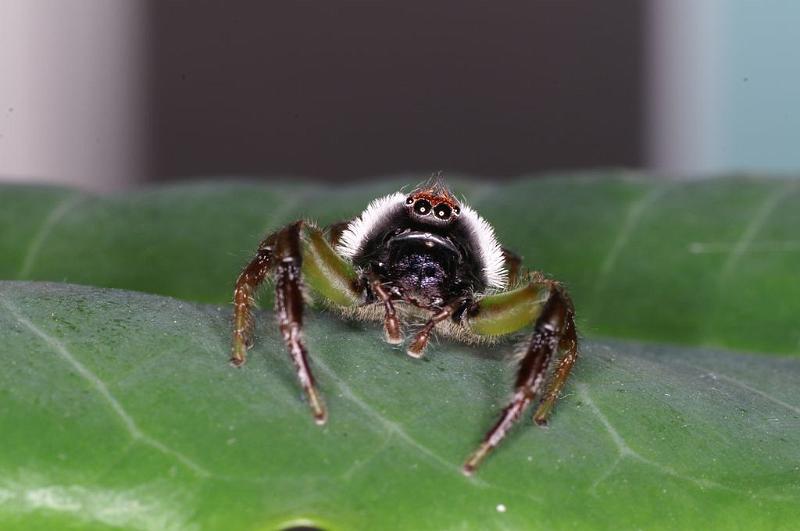 Mopsus_mormon_D8154_Z_90_Brisbane_Australie.jpg