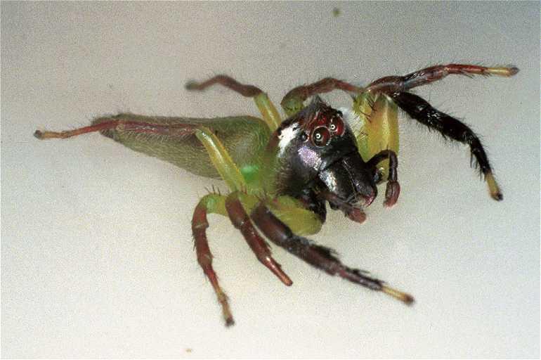 Mopsus_mormon_F0677_D_90_Giru_Australie.jpg