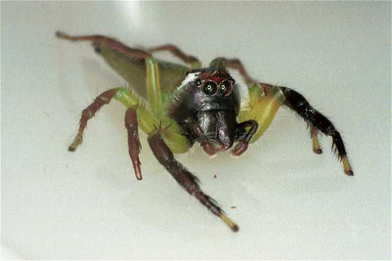 Mopsus_mormon_F0678_Z_88_Giru_Australie.jpg