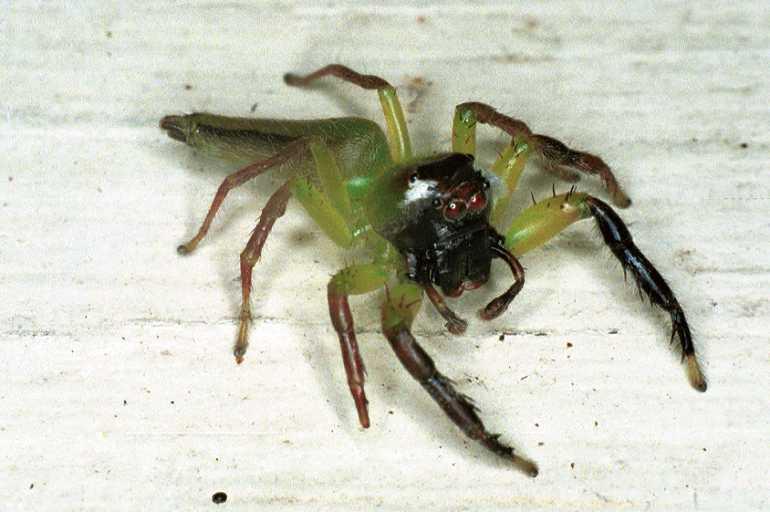Mopsus_mormon_F0681_Z_86_Giru_Australie.jpg