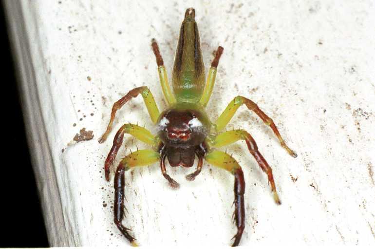 Mopsus_mormon_F0682_D_85_Giru_Australie.jpg