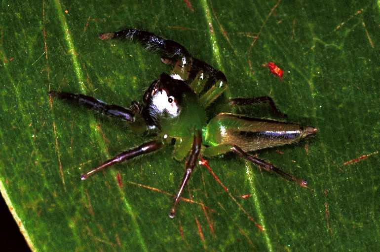 Mopsus_mormon_F0699_Z_83_Giru_Australie.jpg