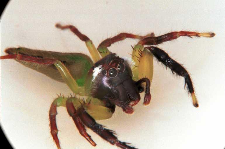 Mopsus_mormon_RF0312_Z_75_Giru_Australie.jpg