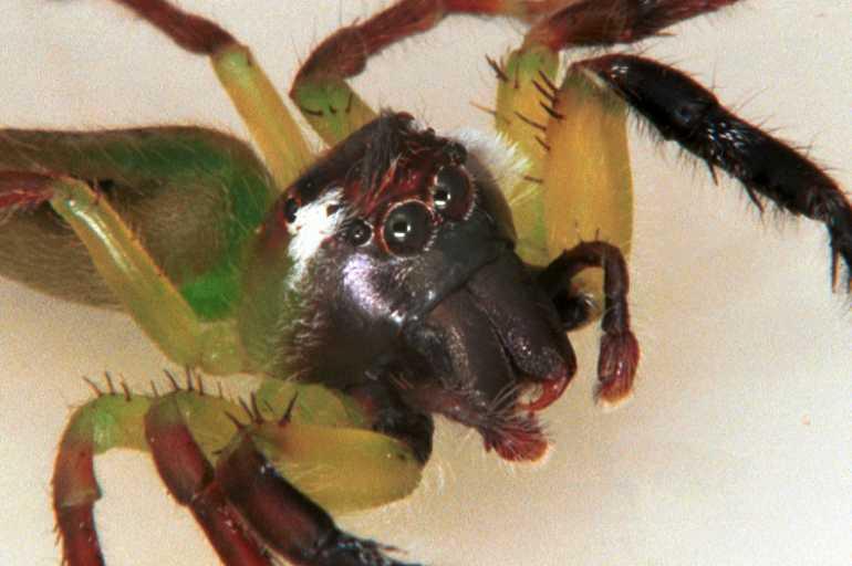 Mopsus_mormon_RF0313_O_88_Giru_Australie.jpg