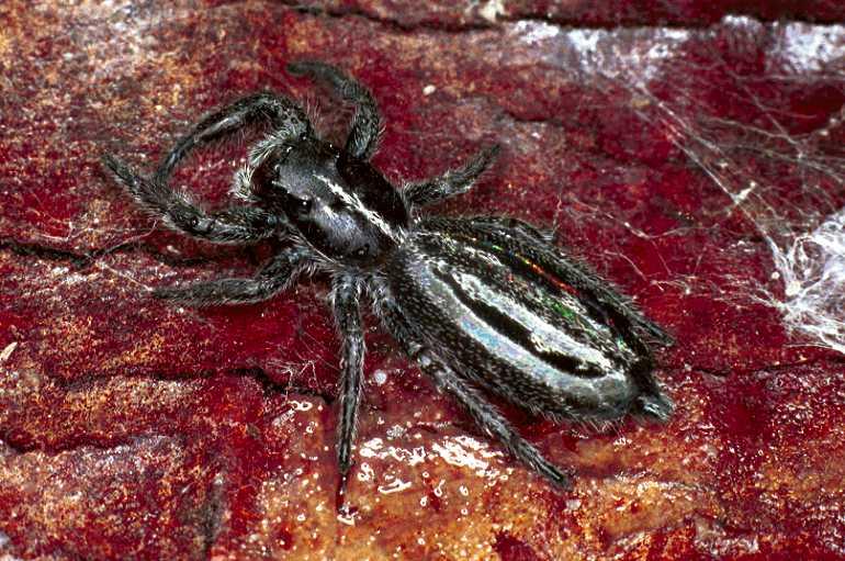 Ocrisiona_leucocomis_F0886_D_91_Ningi_Australie.jpg