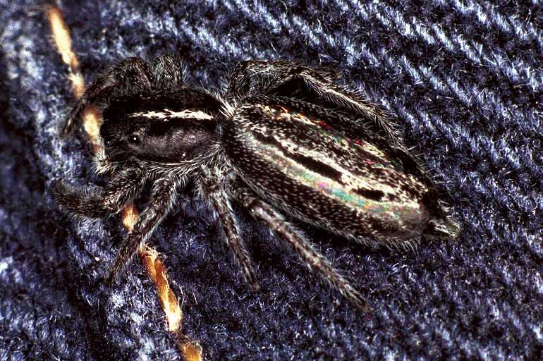 Ocrisiona_leucocomis_F0888_D_83_Ningi_Australie.jpg