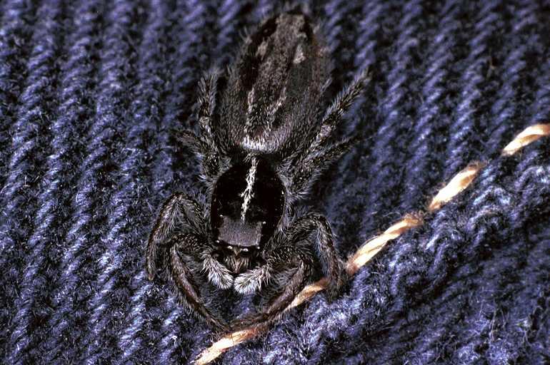 Ocrisiona_leucocomis_F0889_D_81_Ningi_Australie.jpg