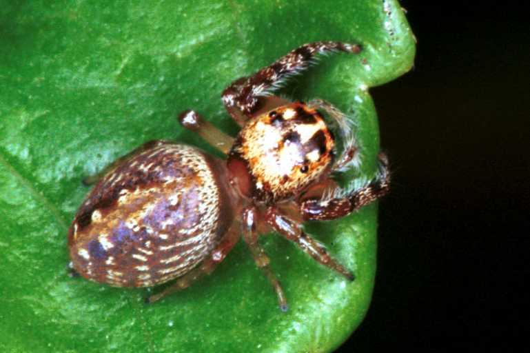 Opisthoncus_ZZ050_RF0238_O_78_Emerald-Clermont_Australie.jpg