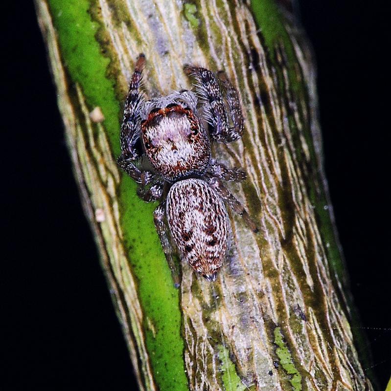 Opisthoncus_ZZ250_F2371_Z_88_Thames_Nieuw-Zeeland.jpg