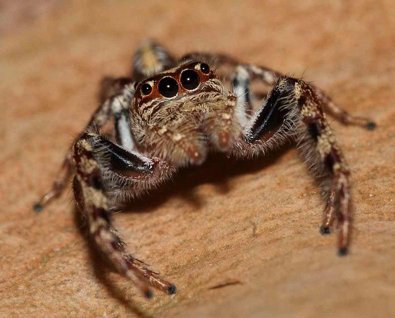 Opisthoncus_parcedentatus_D3976_Z_85_Sydney_Australie.jpg