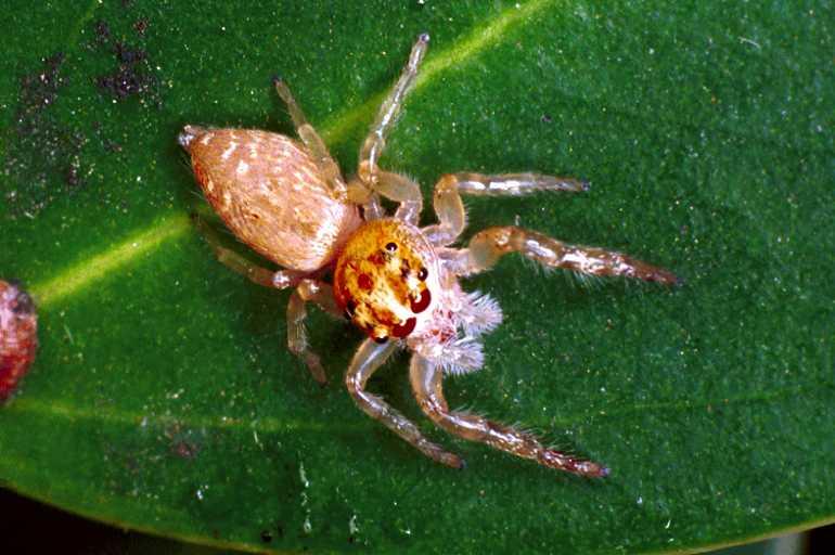 Opisthoncus_parcedentatus_F0622_Z_90_Emerald-Clermont_Australie.jpg
