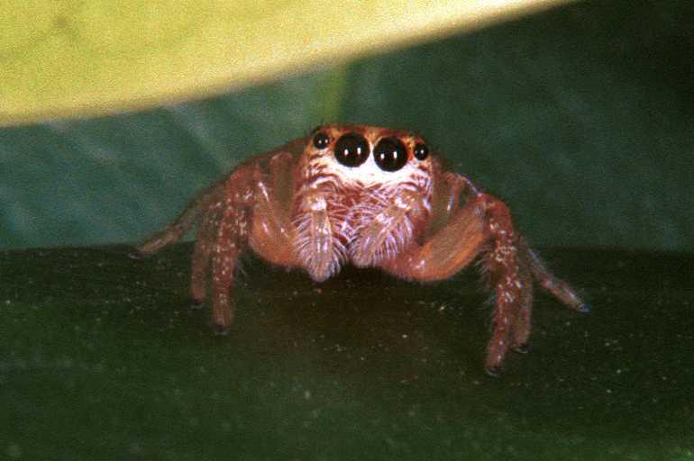 Opisthoncus_parcedentatus_RF0258_O_75_Emerald-Clermont_Australie.jpg