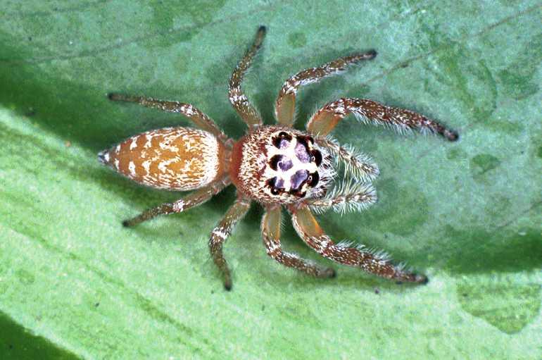 Opisthoncus_polyphemus_F0499_O_90_Brisbane_Australie.jpg