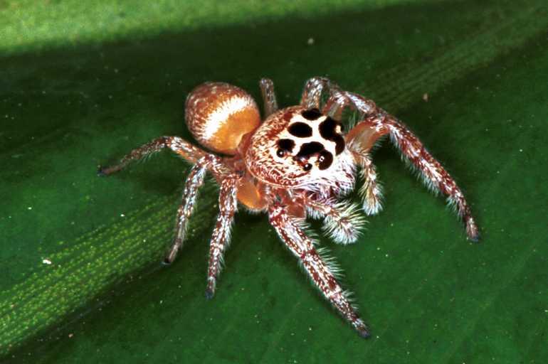 Opisthoncus_polyphemus_RF0128_O_84_Brisbane_Australie.jpg