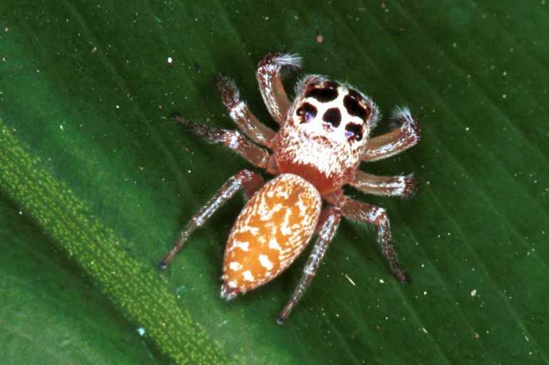 Opisthoncus_polyphemus_RF0129_O_85_Brisbane_Australie.jpg