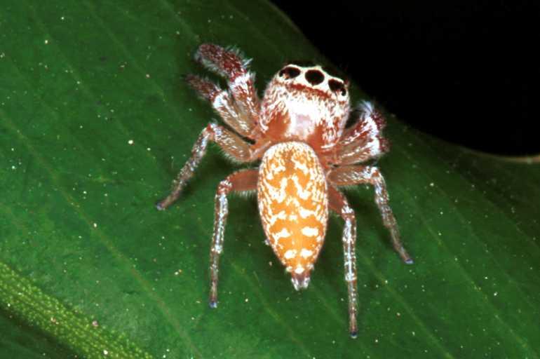 Opisthoncus_polyphemus_RF0130_O_83_Brisbane_Australie.jpg
