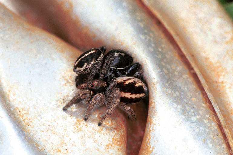 Pellenes_arcigerus_F0982_Z_86_Guzargues_Frankrijk.jpg