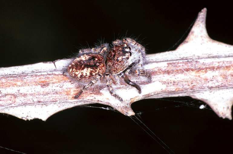 Philaeus_chrysops_F1009_Z_78_Viols-en-Laval_Frankrijk.jpg