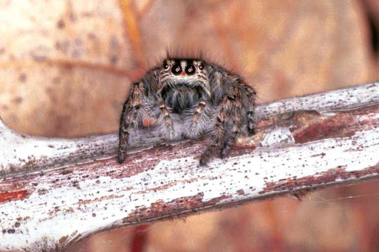 Philaeus_chrysops_F1012_Z_85_Viols-en-Laval_Frankrijk.jpg