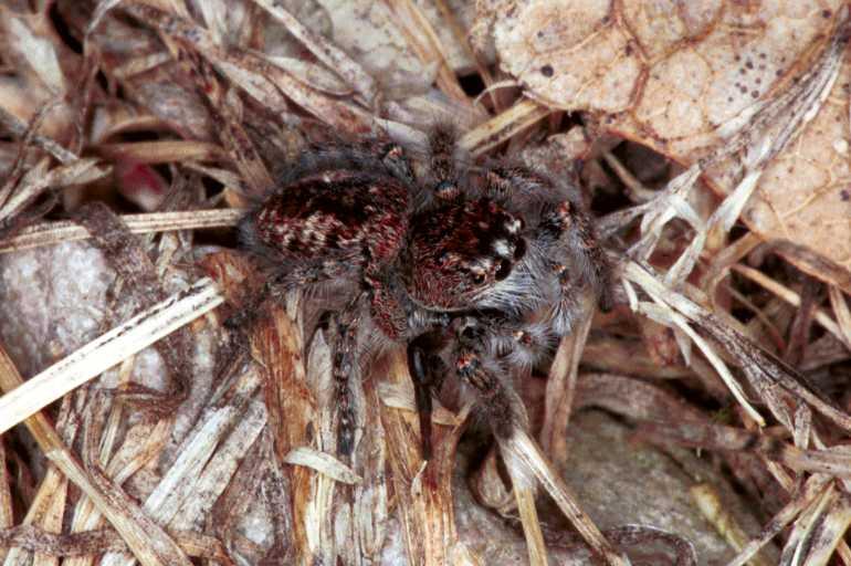 Philaeus_chrysops_F1015_Z_78_Viols-en-Laval_Frankrijk.jpg