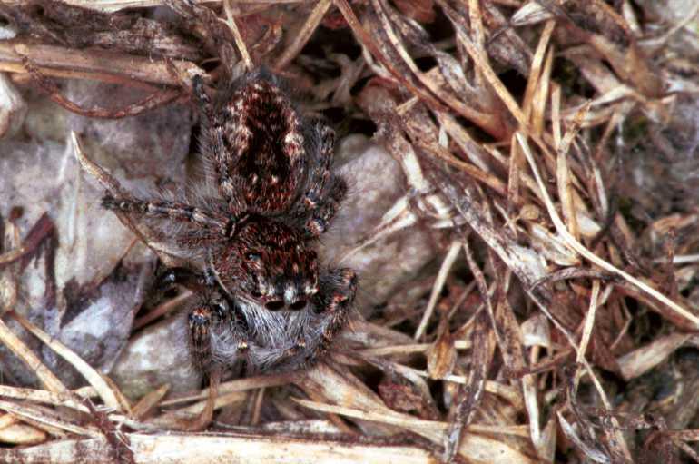 Philaeus_chrysops_F1017_Z_84_Viols-en-Laval_Frankrijk.jpg