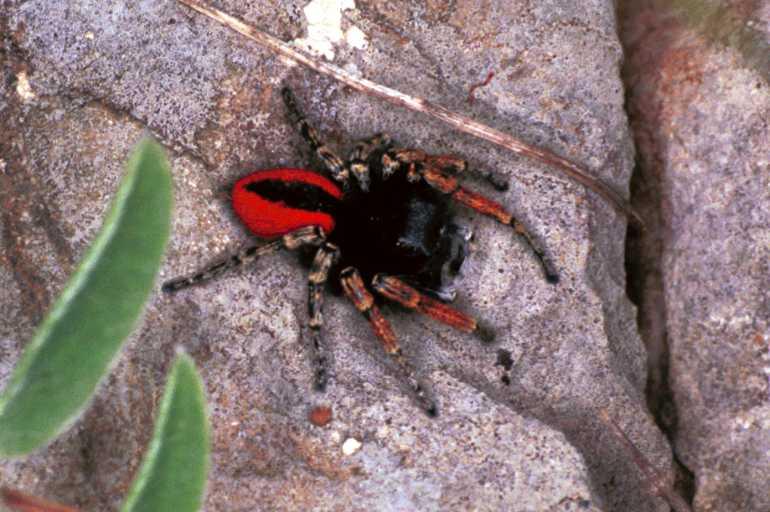 Philaeus_chrysops_F1085_Z_83_Saint-Etienne-de-Gourgas_Frankrijk.jpg