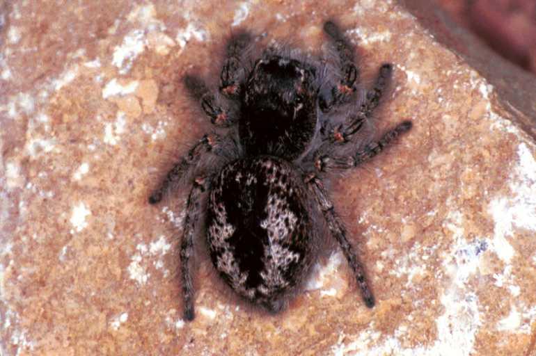 Philaeus_chrysops_F1087_Z_88_Saint-Etienne-de-Gourgas_Frankrijk.jpg