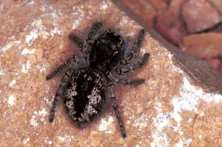 Philaeus_chrysops_F1089_Z_89_Saint-Etienne-de-Gourgas_Frankrijk.jpg