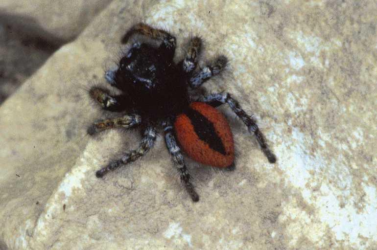 Philaeus_chrysops_P0411_Z_85_Soube_Frankrijk.jpg